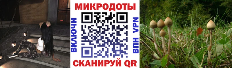 Псилоцибиновые грибы мицелий  Купить  Неман 
